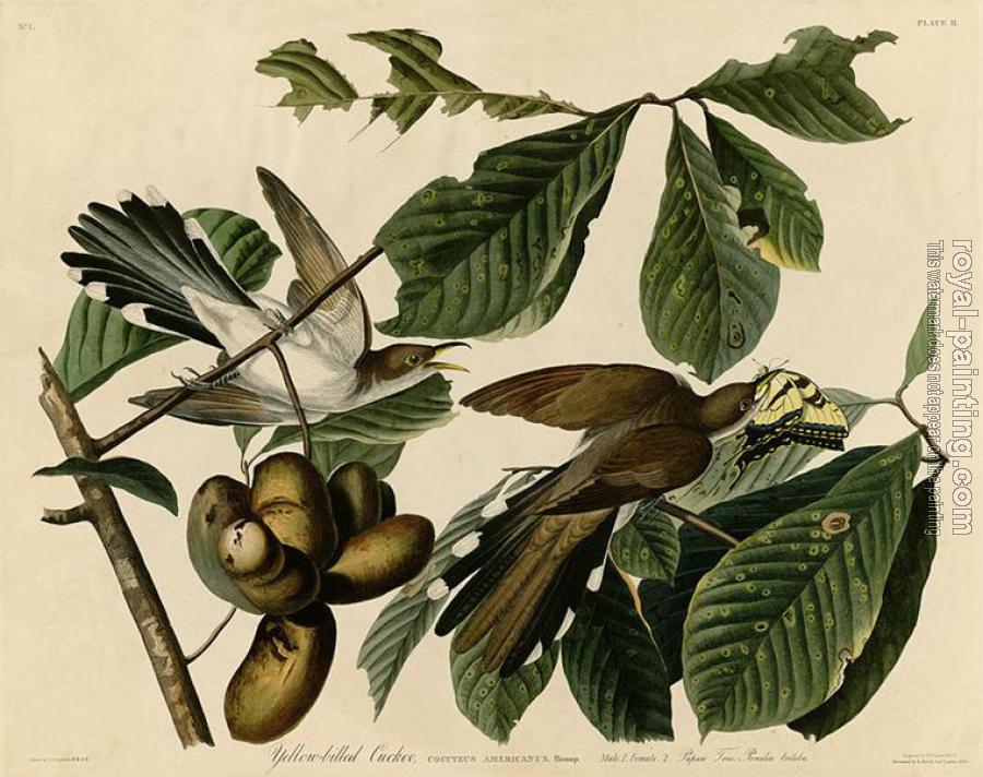 John James Audubon : Yellow billed cuckoo